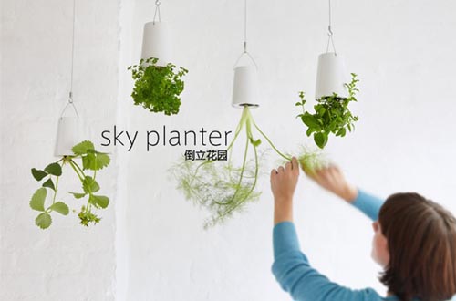 倒立的天空花園(sky planter)圖八 倒立的天空花園(sky planter)圖八