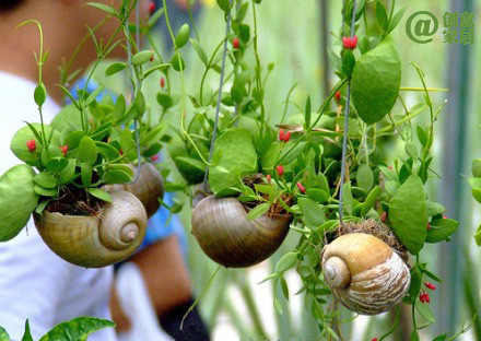 迷你蝸牛小花盆