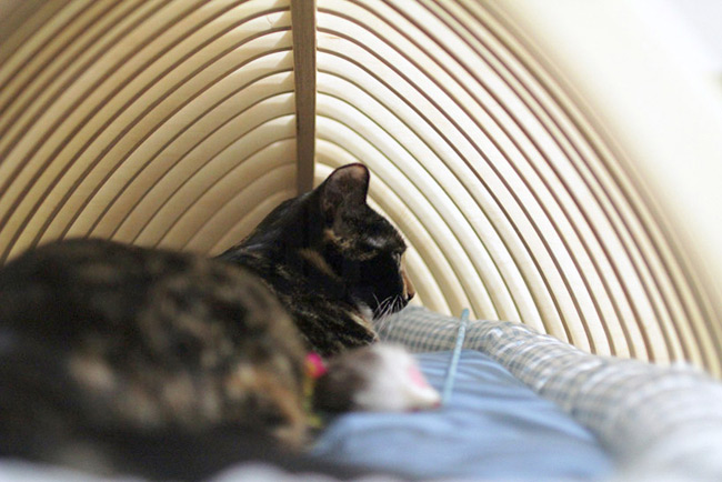 美到爆的“魚(yú)骨形寵物房” 圖五 美到爆的“魚(yú)骨形寵物房” 圖五