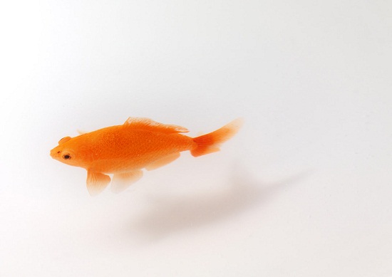 小清新極簡主義金魚桌子 圖三 小清新極簡主義金魚桌子 圖三